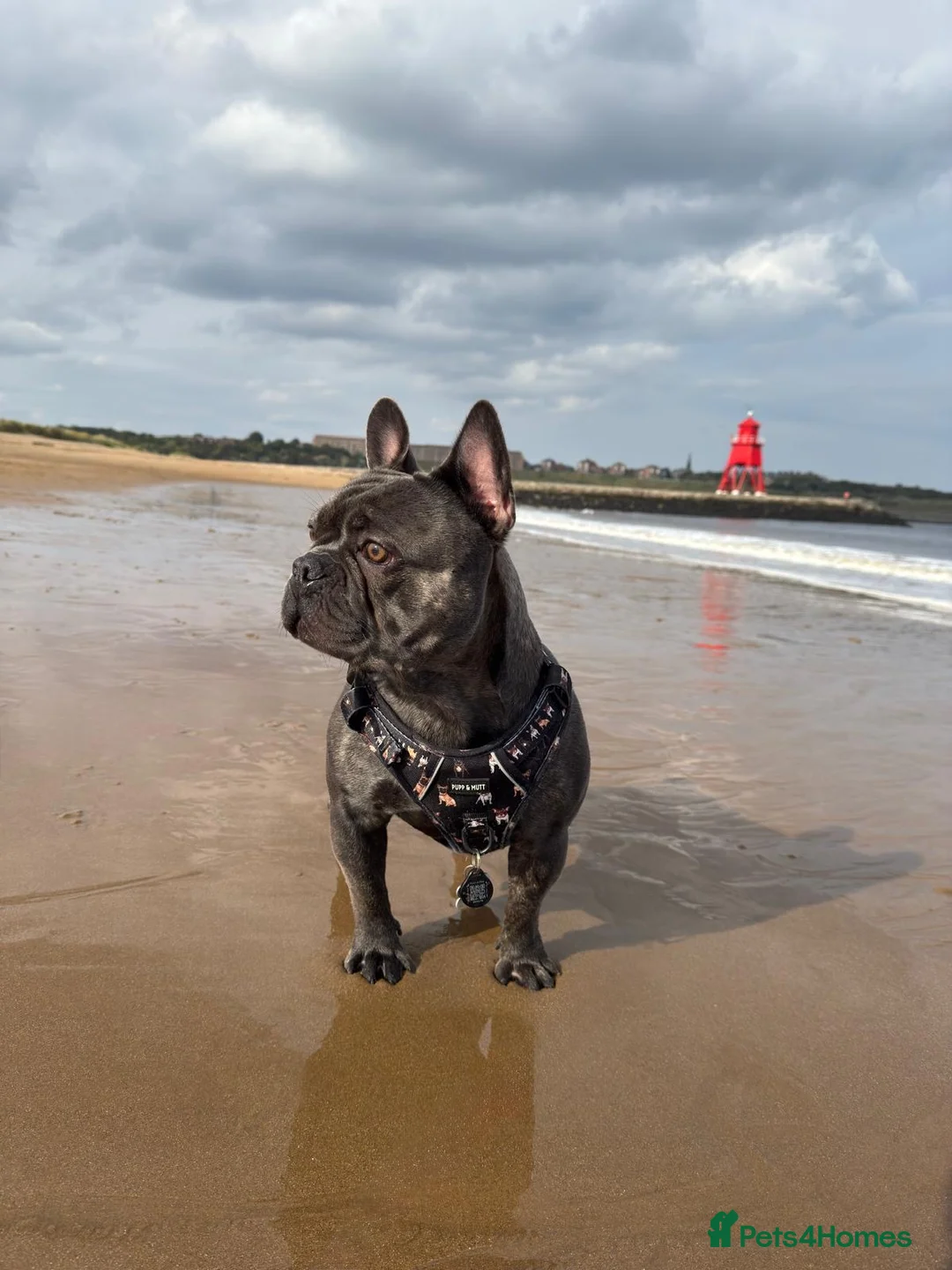 French Bulldog dogs for stud: Blue French Bulldog For Stud  - Advert 4