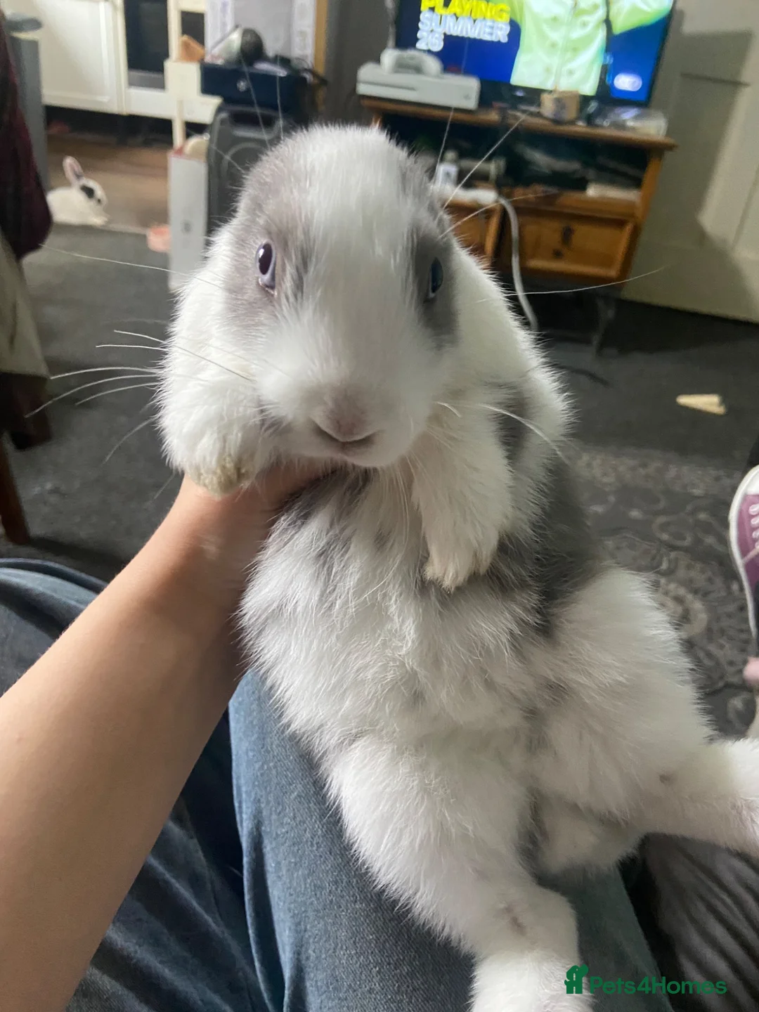 Mixed Breed rabbits for sale: 2 mixed lion head and Dutch baby bunnies  - Advert 2