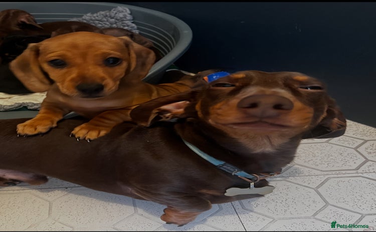 Miniature Dachshund dogs - Advert 1
