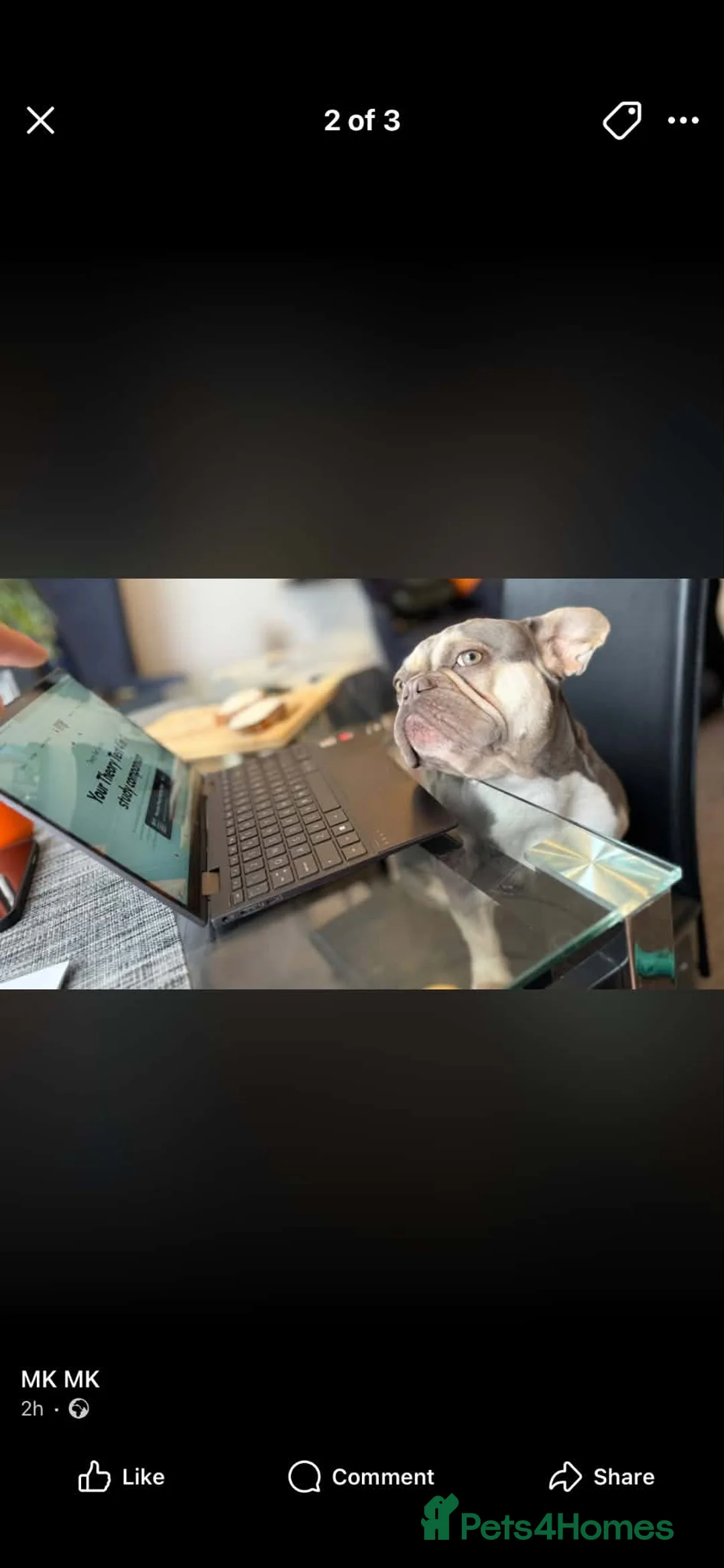 French Bulldog dogs for sale: Beautiful Pedigree French Bulldog girls🥰 - Advert 9