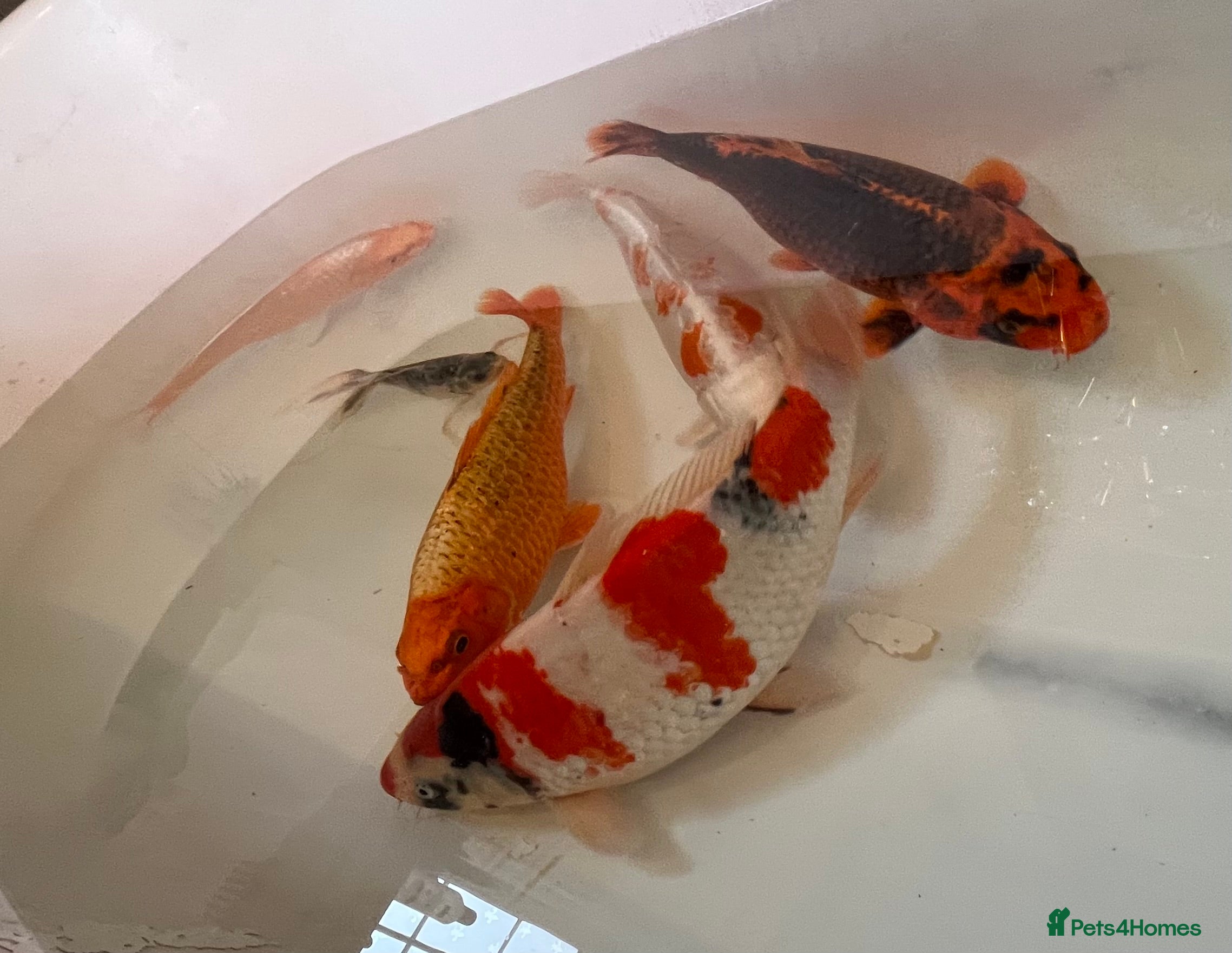 Koi Carp fish 16”-18” Koi for sale. - Advert 1