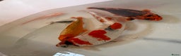 Koi Carp fish for sale: 16”-18” Koi for sale. - Advert 1