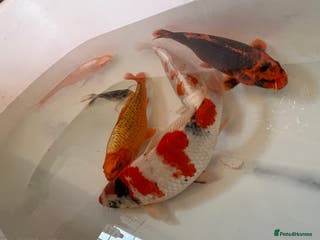 Koi Carp fish 16”-18” Koi for sale. - Advert 1