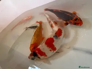 Koi Carp fish 16”-18” Koi for sale. - Advert 1