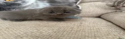 Scottish Fold cats for sale: 😊Tabby Scottish fold  - Advert 13