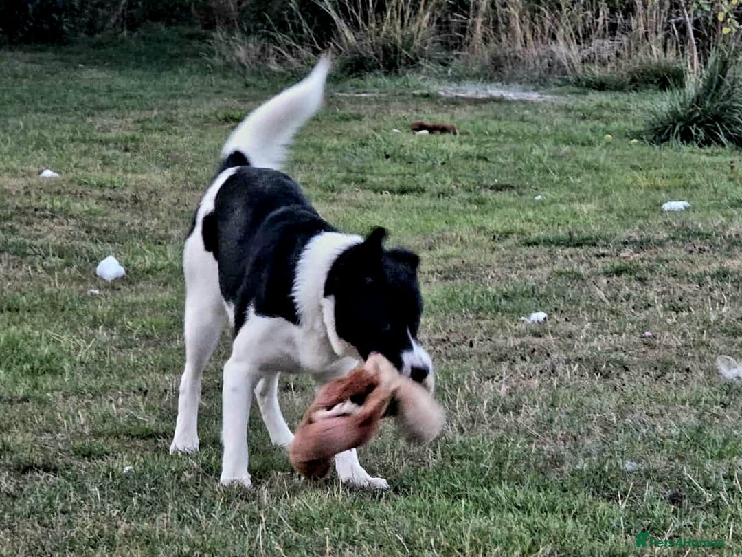 Mixed Breed dogs for adoption: SNOOPY - like a young Border Collie - Image 9