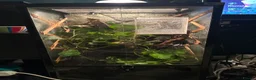 Chameleon reptiles for sale: Ambidole panther chameleon in Runcorn - Advert 5