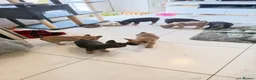French Bulldog dogs for sale: French Bulldog Puppies Ready for Forever Home - Advert 5