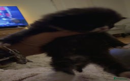 Persian cats for sale: Persian x - Image 11