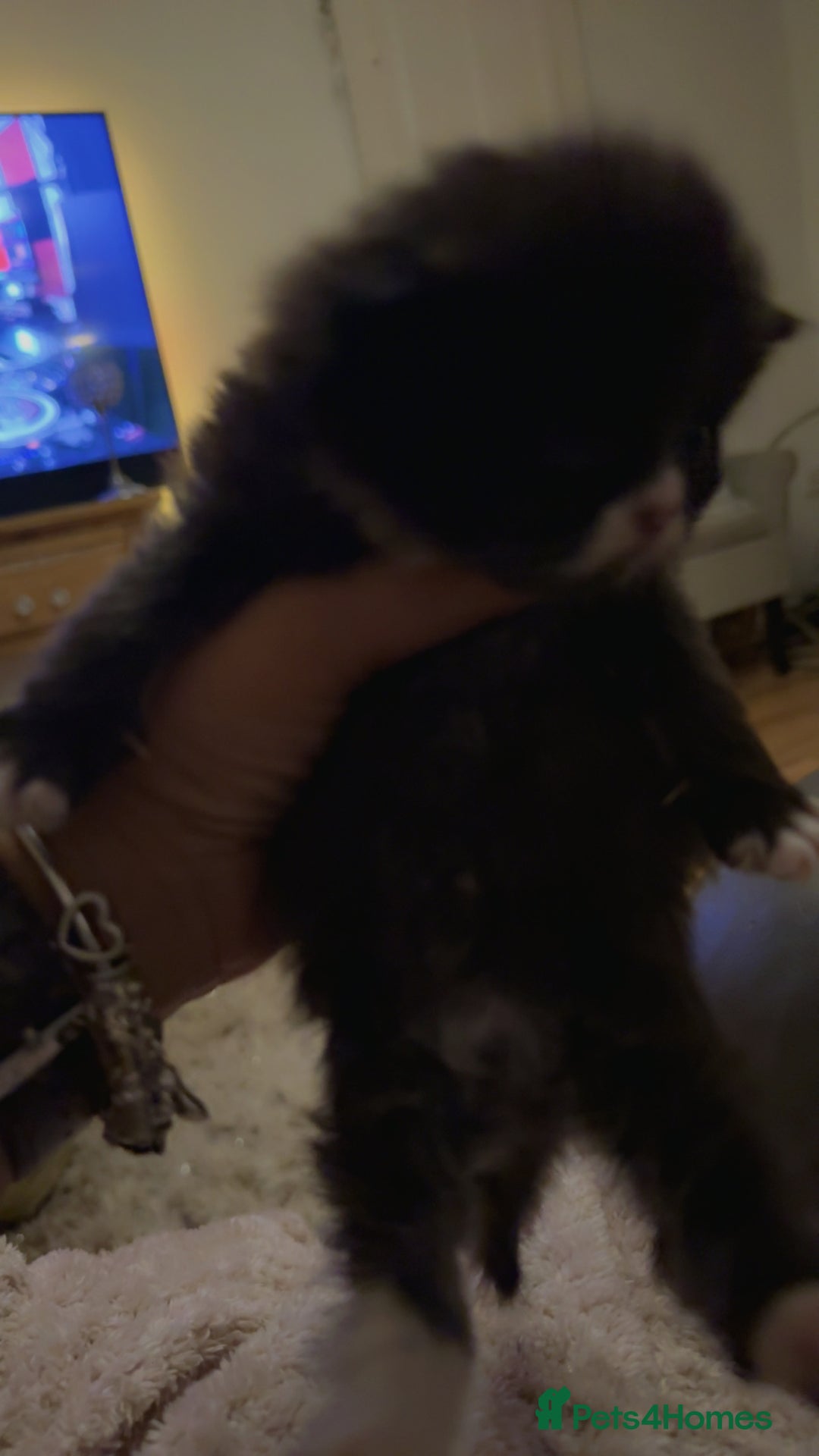 Persian cats for sale: Persian x - Image 11