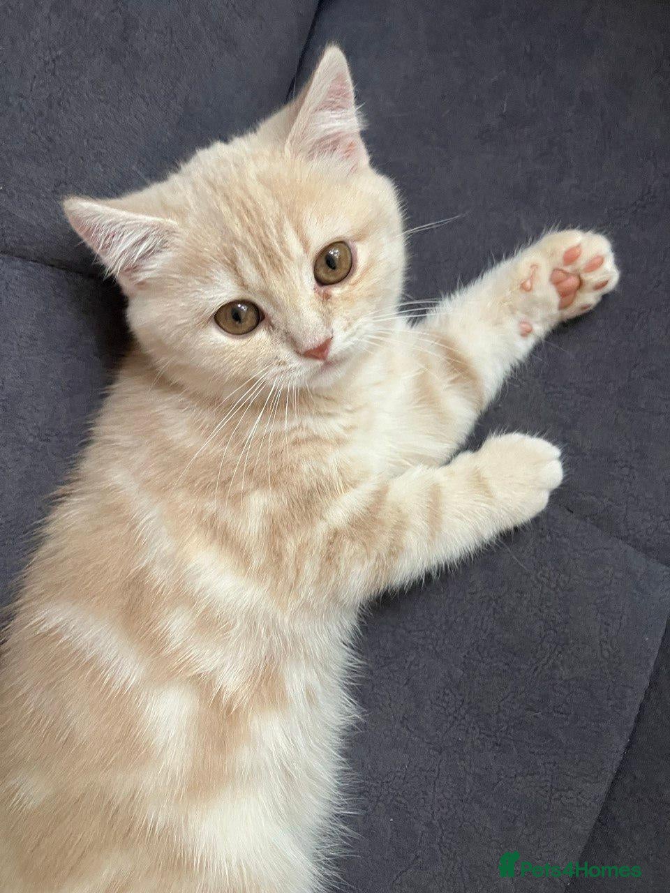British Shorthair cats Pure breed British Shorthair Female - Advert 7