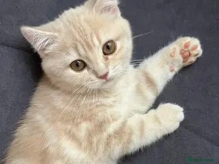 British Shorthair cats Pure breed British Shorthair Female - Advert 7
