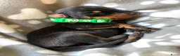 Dobermann dogs for sale: KC REGISTERED DOBERMAN PUPPIES - Advert 21