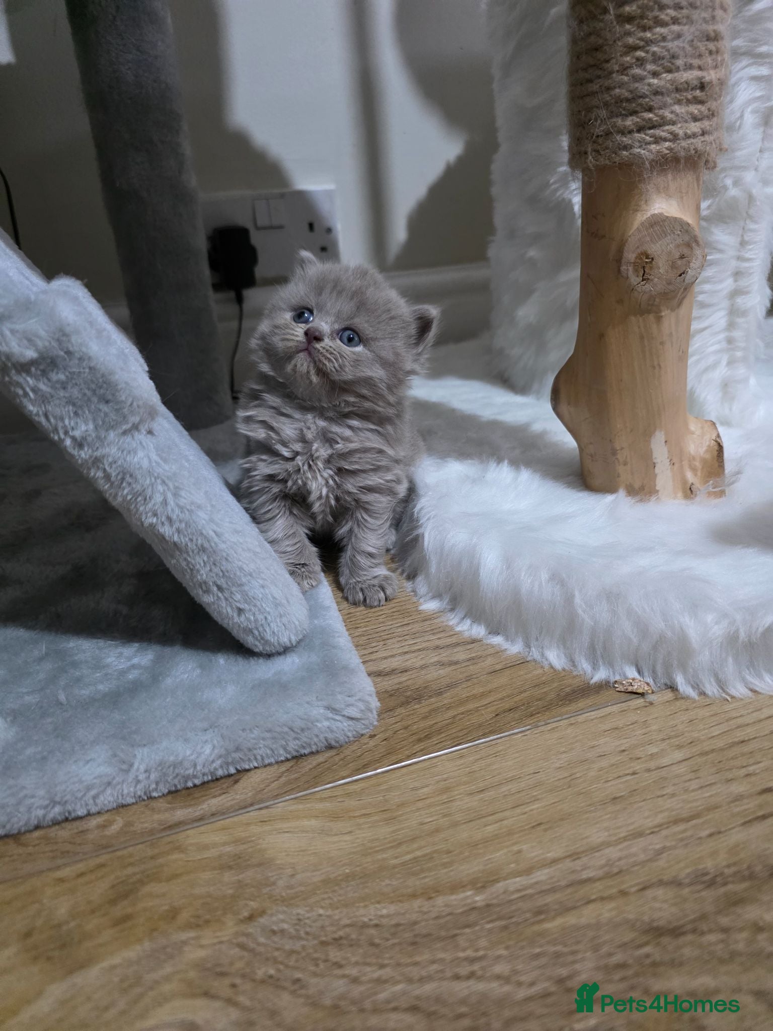British Shorthair cats Exceptional Champion🏆 British Shorthair kitten - Advert 1
