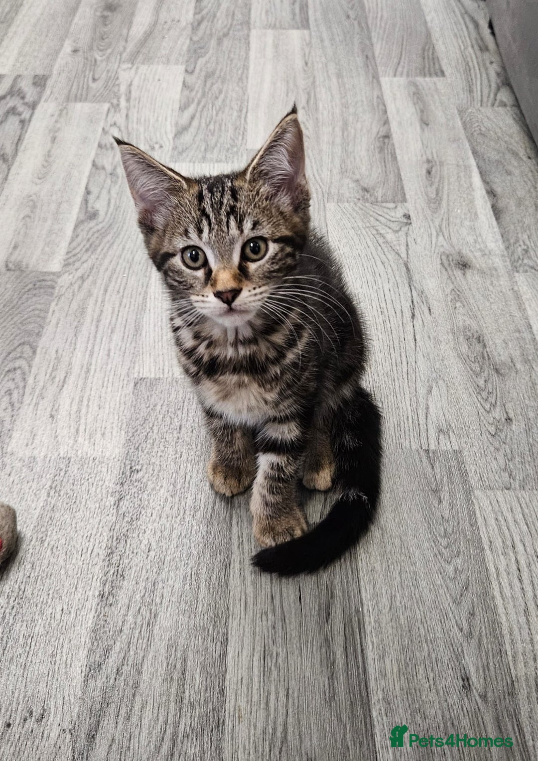 Russian Blue cats for sale: Mix Russian Blue and Maine Coon  - Image 4
