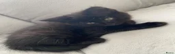 Mixed Breed cats for sale: Fully make black kitten in Glasgow - Advert 5