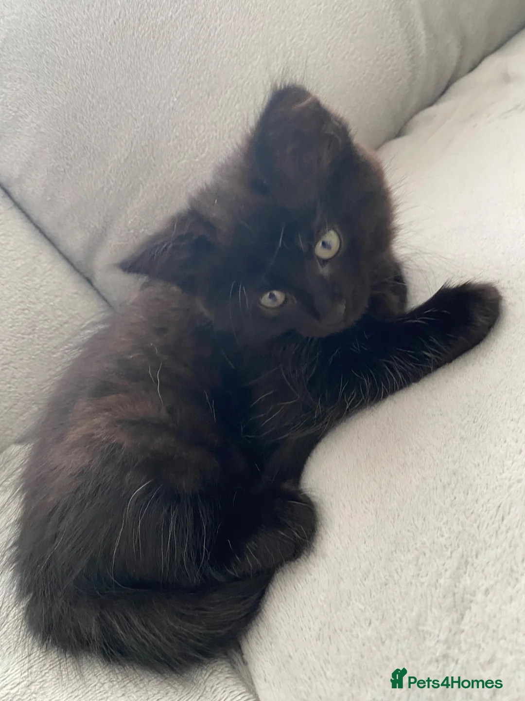 Mixed Breed cats for sale: Fully make black kitten in Glasgow - Advert 5