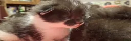 Domestic Shorthair cats for sale: Beautiful baby kitten, ready to leave - Advert 3