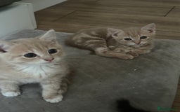 Mixed Breed cats for sale: WELL RAISED KITTYS 4 BEST HOMES ONLY……❤️ - Image 6