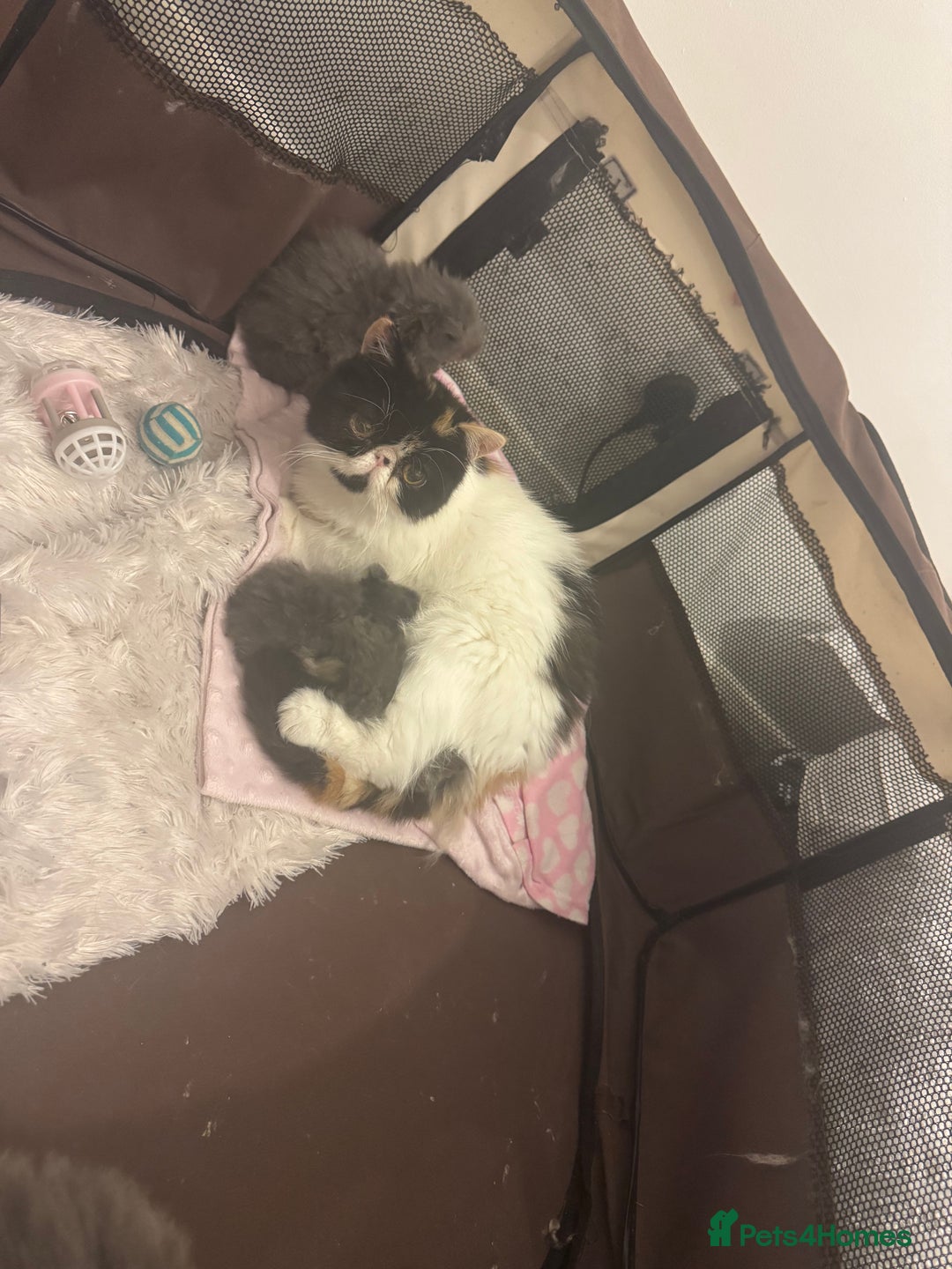 Persian cats for sale: GCCF SOLID BLUE PERSIAN PRINCESSES  - Image 14