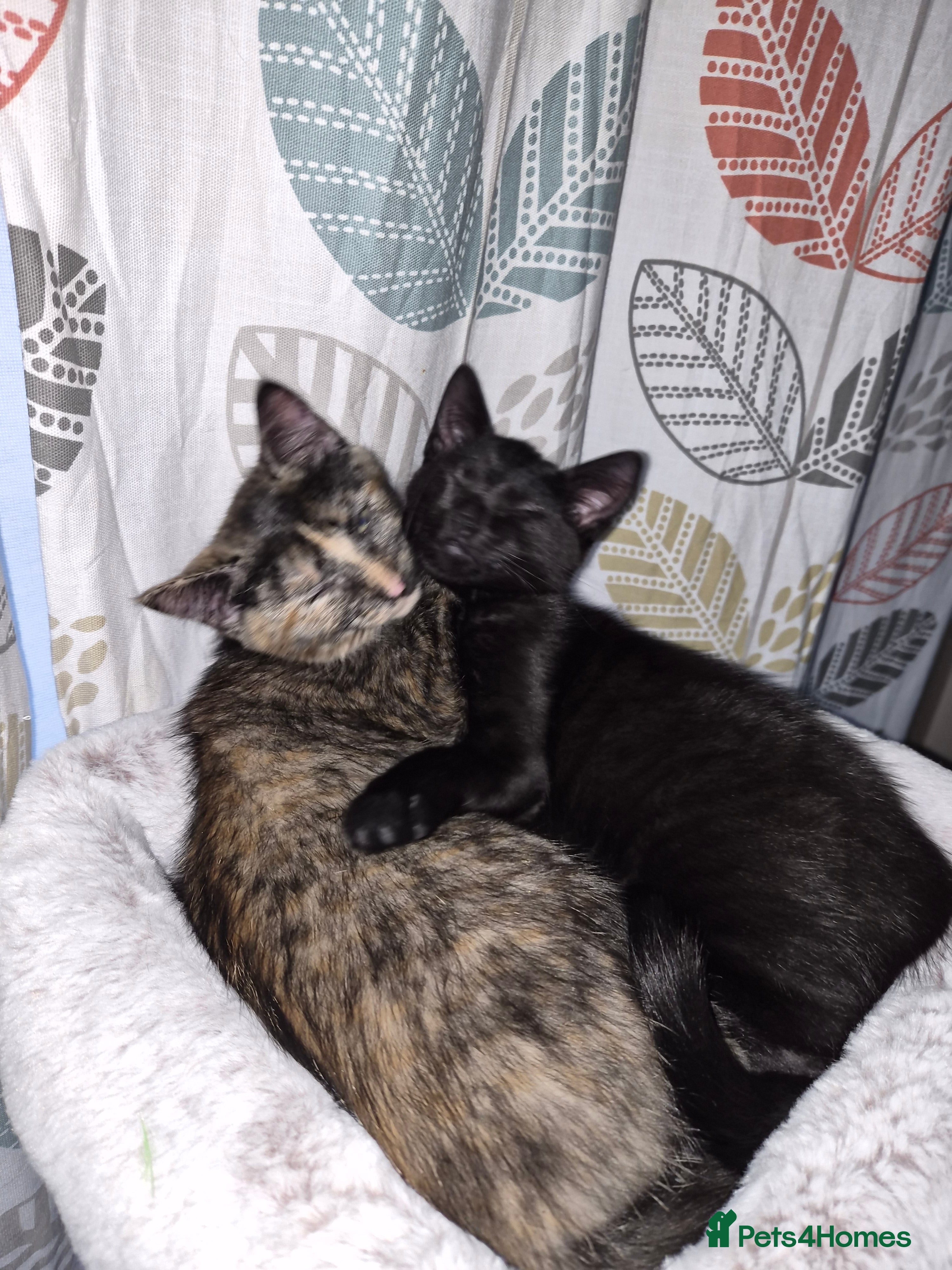 Mixed Breed cats Two female kittens - Advert 1