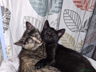 Mixed Breed cats Two female kittens - Advert 1