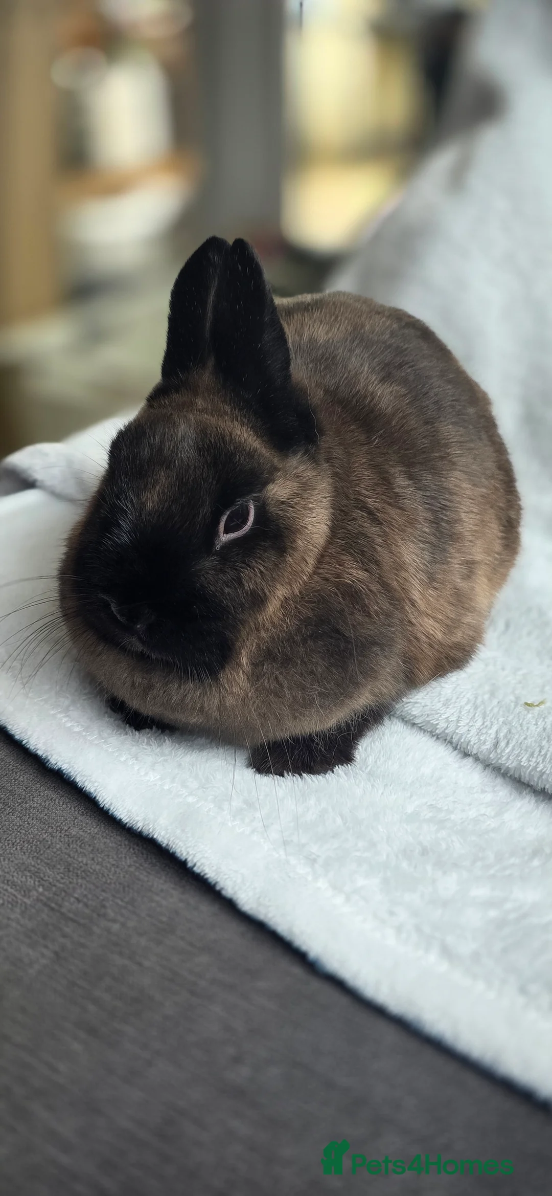 Netherland Dwarf rabbits for sale: Netherland dwarf bunnies available  - Advert 9