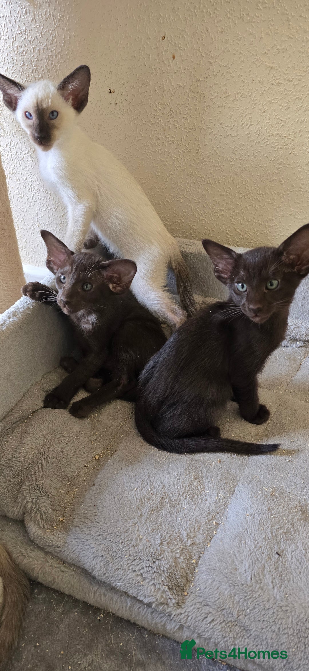 Oriental cats for sale: Oriental kittens  - Image 5