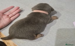 Mixed Breed dogs for sale: French bull weinners  - Image 20