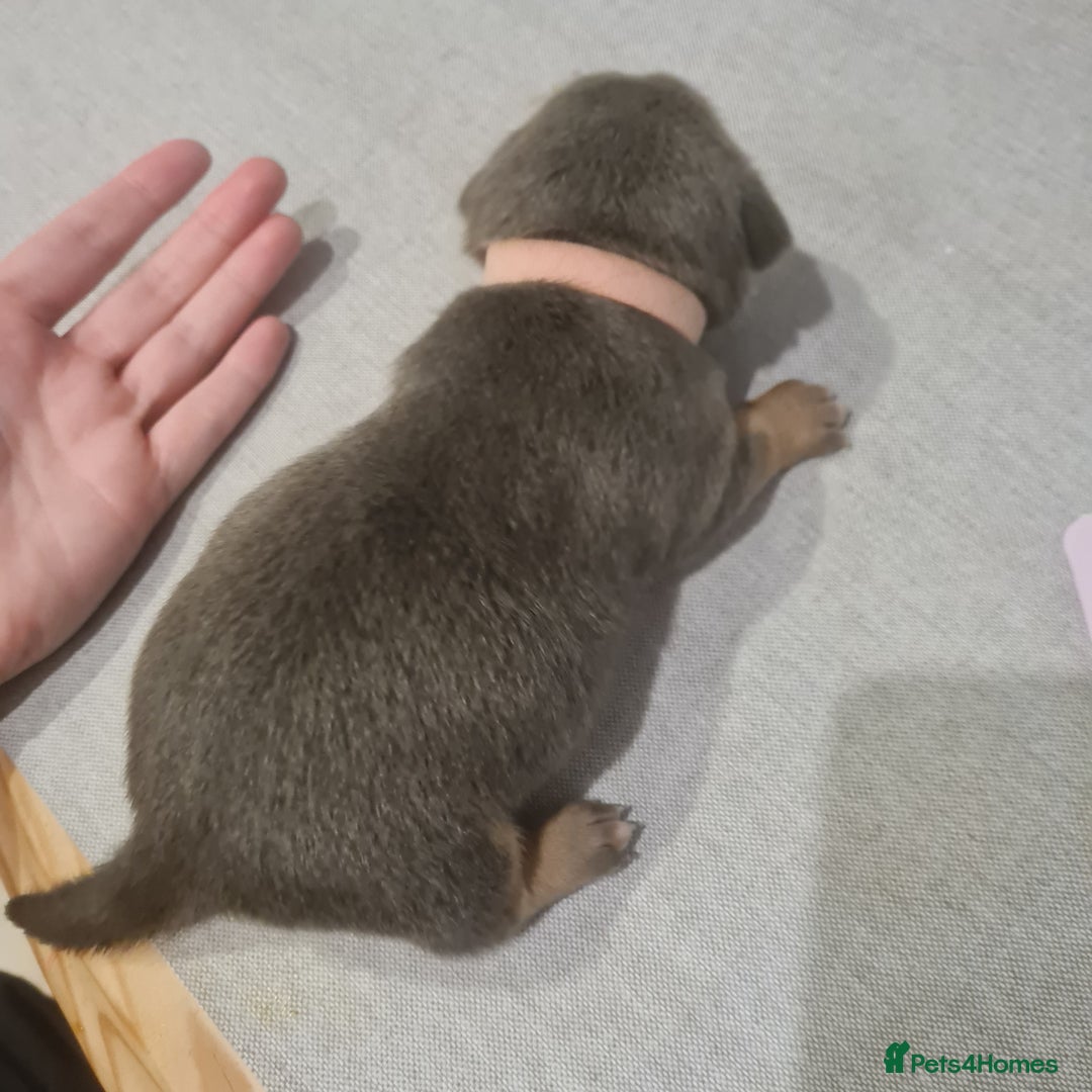 Mixed Breed dogs for sale: French bull weinners  - Image 20
