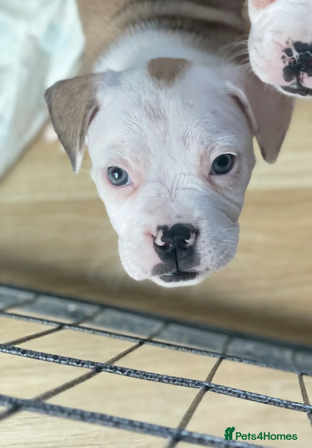 Mixed Breed dogs for sale: 1/7 gorgeous rare French American Bulldogs - Advert 2