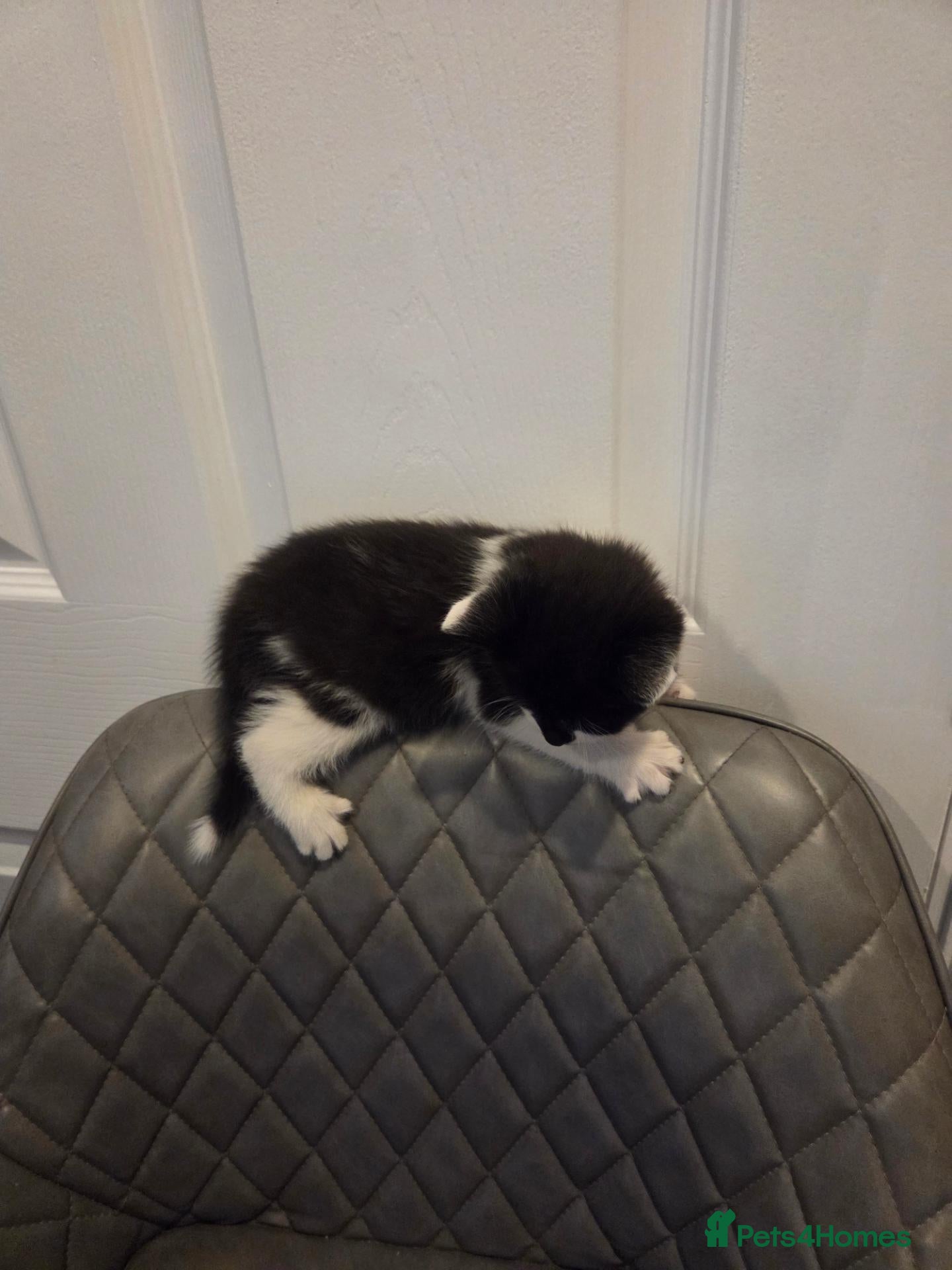Mixed Breed cats Bsh x kitten  - Advert 2