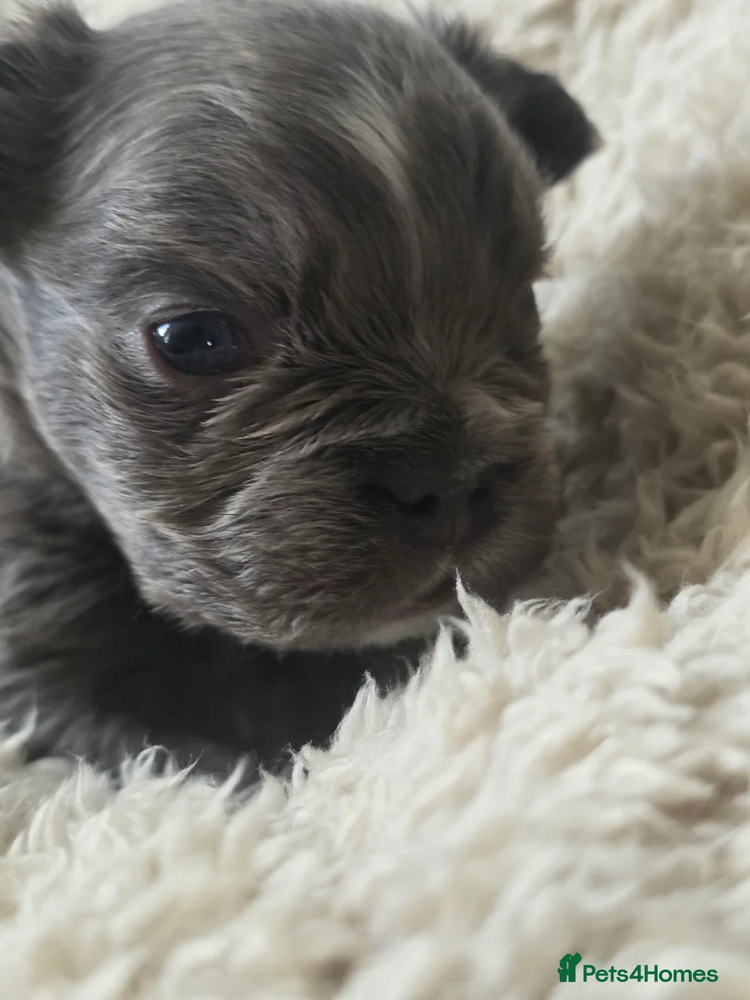 French Bulldog dogs for sale: French Bulldog (4 visual Fluffys) - Advert 13