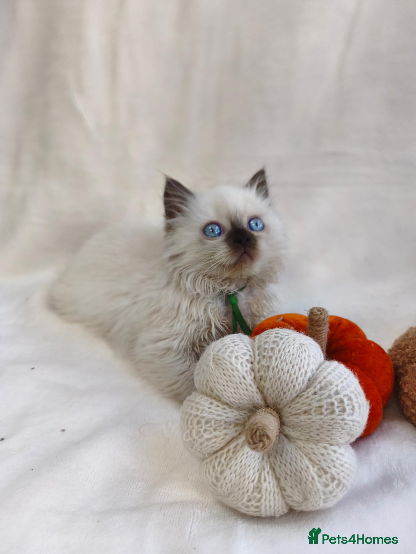 British Shorthair cats GCCF British shorthair, British longhair.  - Advert 1