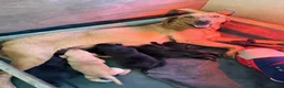 Labrador Retriever dogs for sale: Labrador puppies KC reg working in Sheffield - Advert 6