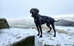 Weimaraner dogs for stud: Blue Weimaraner for Stud - Image 12