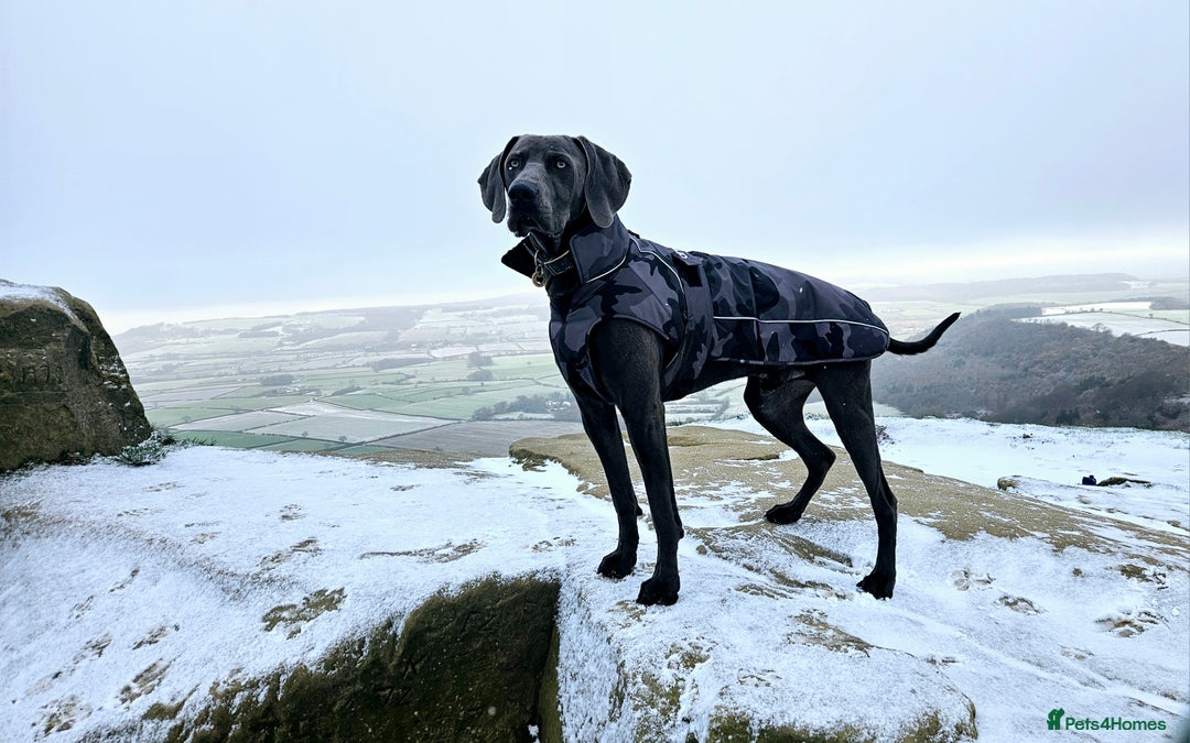 Weimaraner dogs for stud: Blue Weimaraner for Stud - Image 12