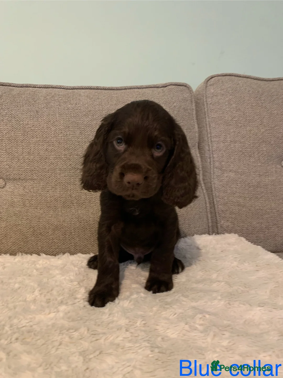 Cocker Spaniel dogs for sale: Working Cocker Spaniel Puppies - Advert 2
