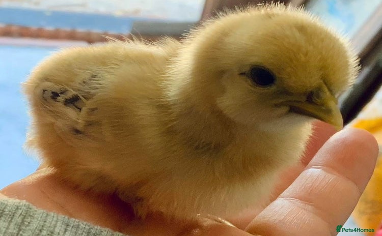Chickens poultry - Advert 2