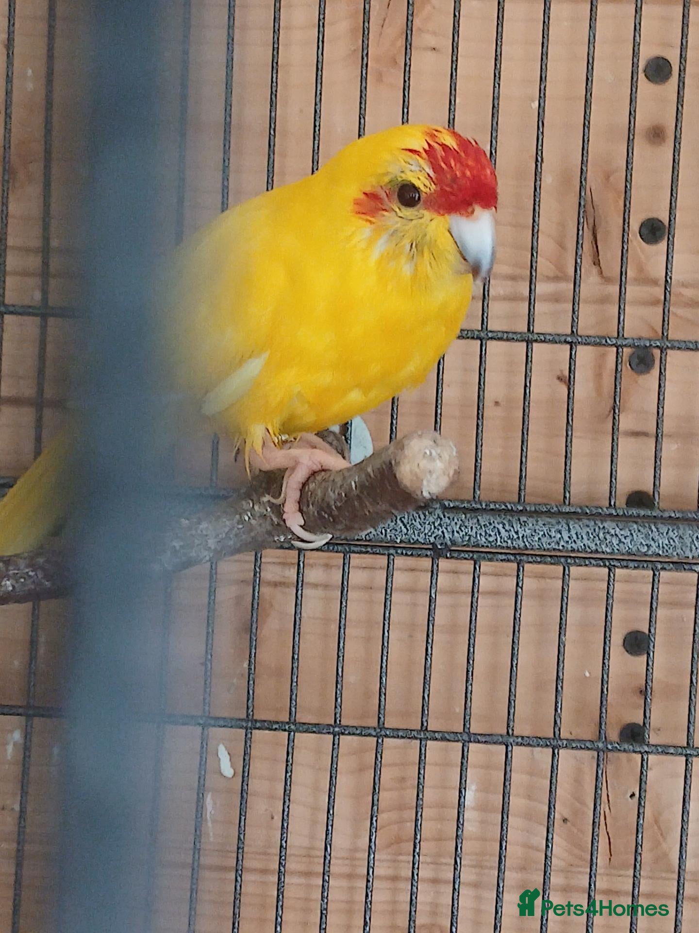 Mixed Breed birds  kakariki - Advert 6