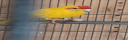 Mixed Breed birds for sale:  kakariki - Advert 1