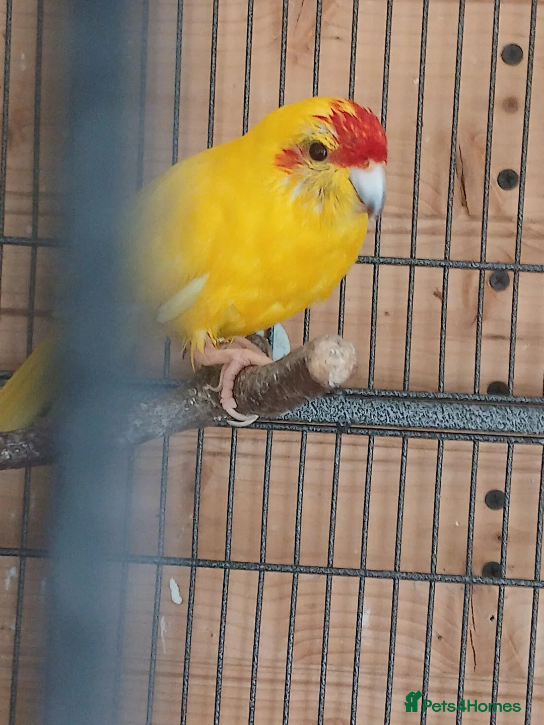 Mixed Breed birds for sale:  kakariki - Advert 1