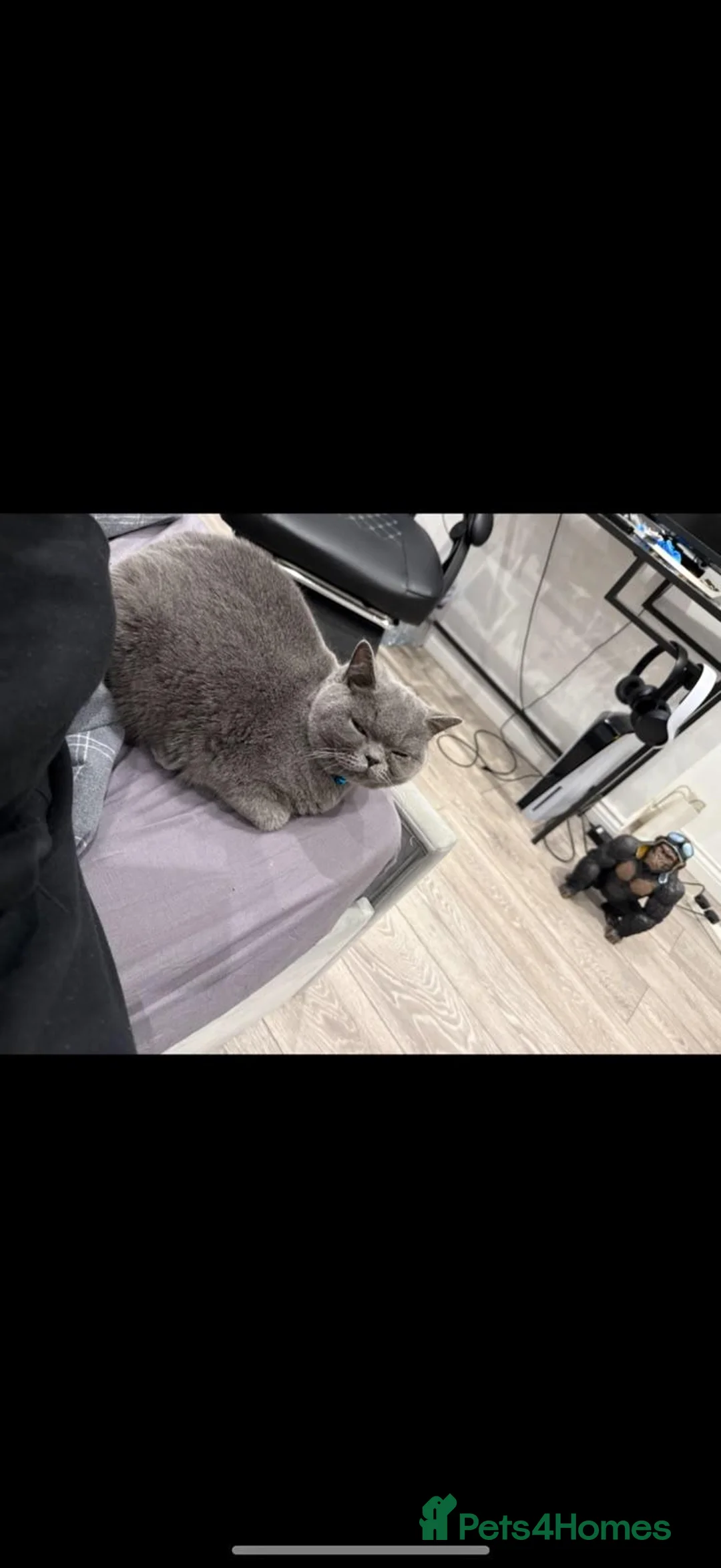 British Shorthair cats for sale: Full Breed Blue British Shorthair in Erith - Advert 5