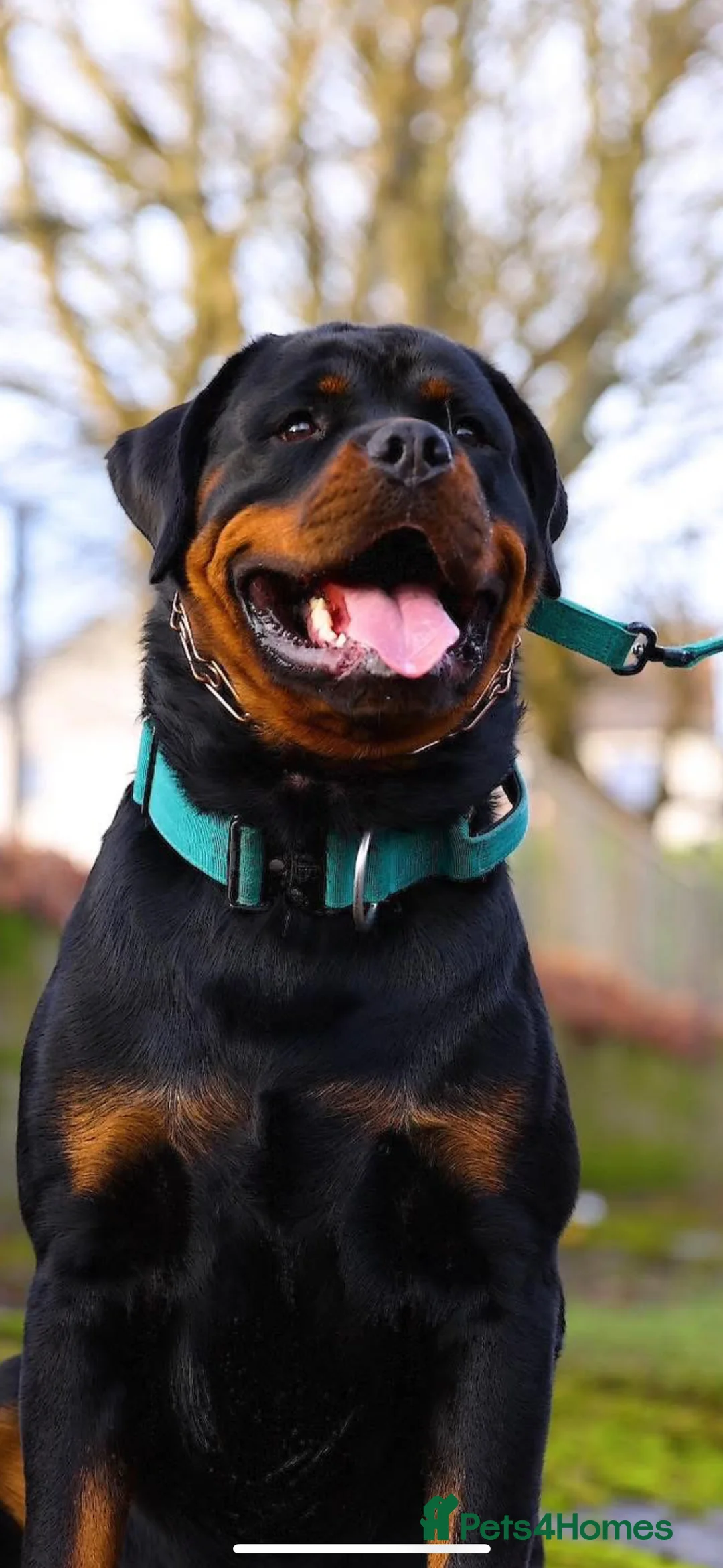 Rottweiler dogs for stud: Proven Health Tested Rottweiler stud  in Clydebank - Advert 3