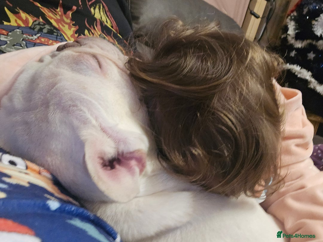 French Bulldog dogs for sale: Mylo-French Bulldog-8 months - Advert 4