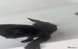 Mixed Breed cats for sale: Kitten  - Image 4
