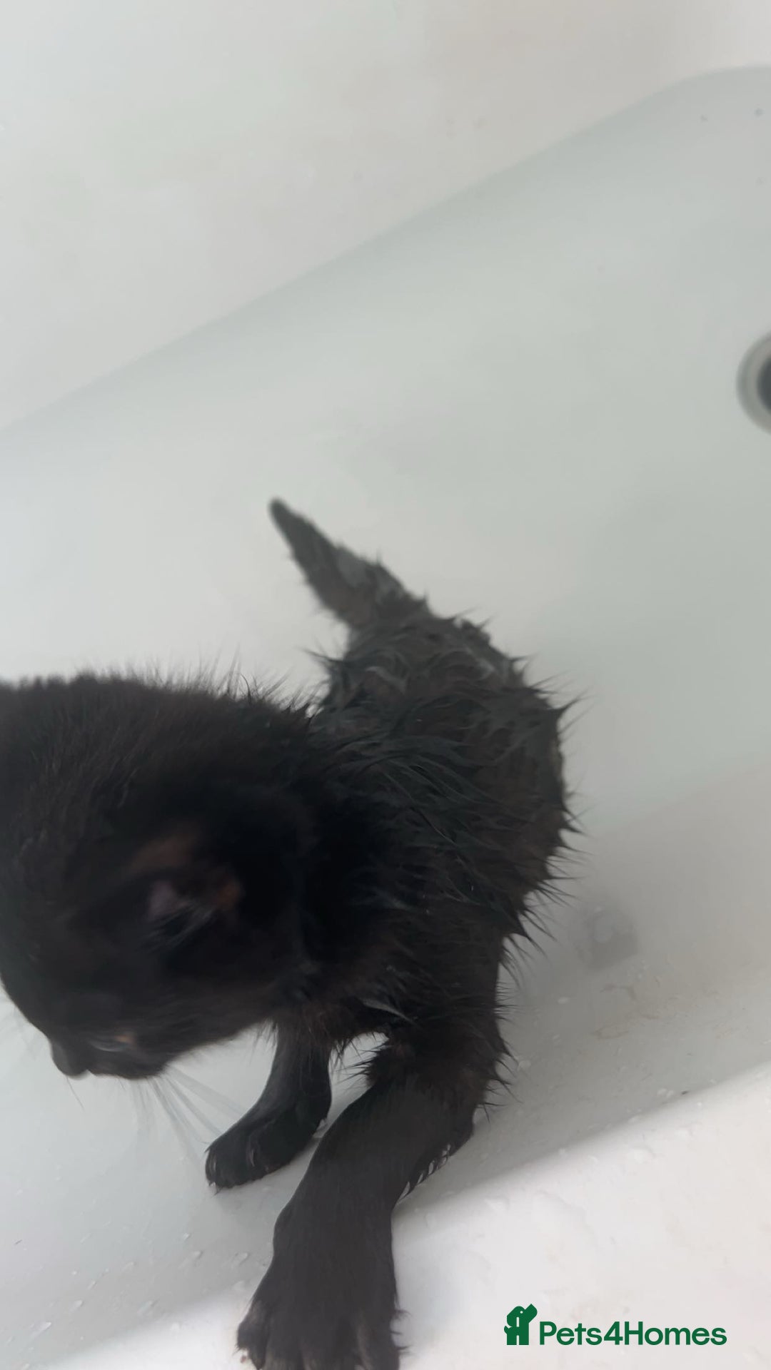 Mixed Breed cats for sale: Kitten  - Image 4