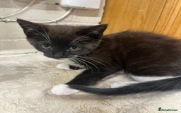 Mixed Breed cats for sale: Beautiful black kitten  - Image 4