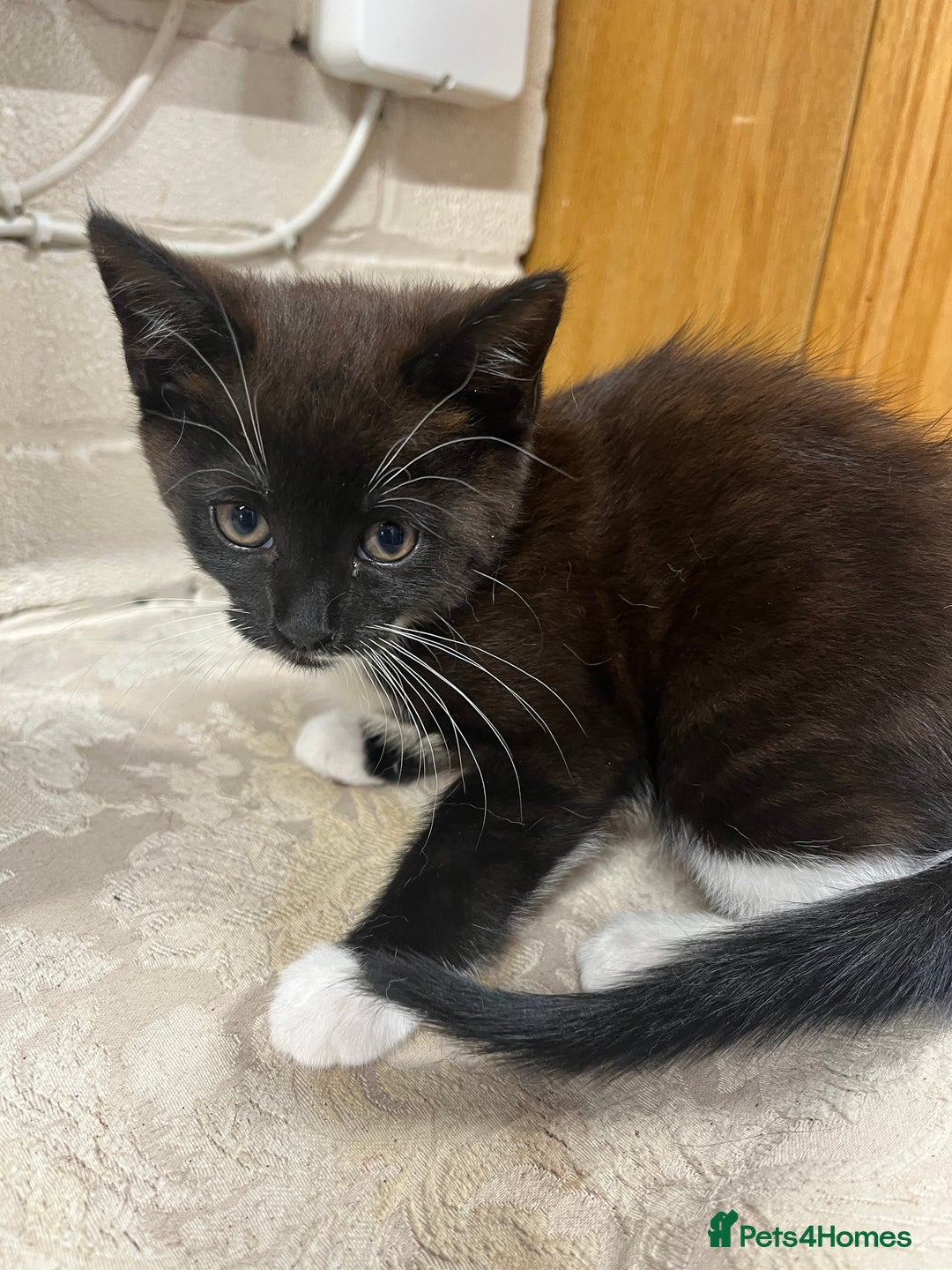 Mixed Breed cats for sale: Beautiful black kitten  - Image 4