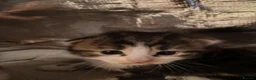 Mixed Breed cats for sale: Outstanding gorgeous, beautiful playful Kittens  in Ipswich - Advert 25